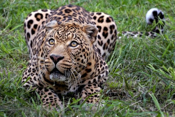 Leopardo caccia in natura