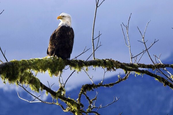 Aigle à tête blanche assis sur une branche