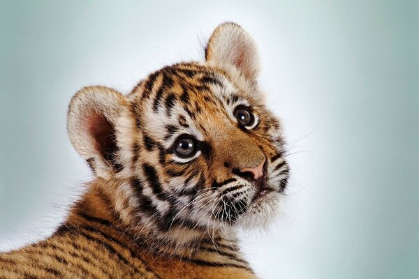 A tiger cub, like a kitten, fluffed up its fur; an animal, of course, but there is a lot of soul in it