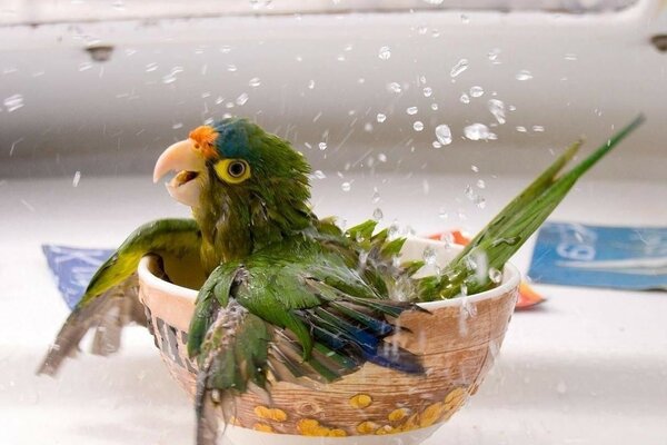 A parrot bathes in a bowl of water