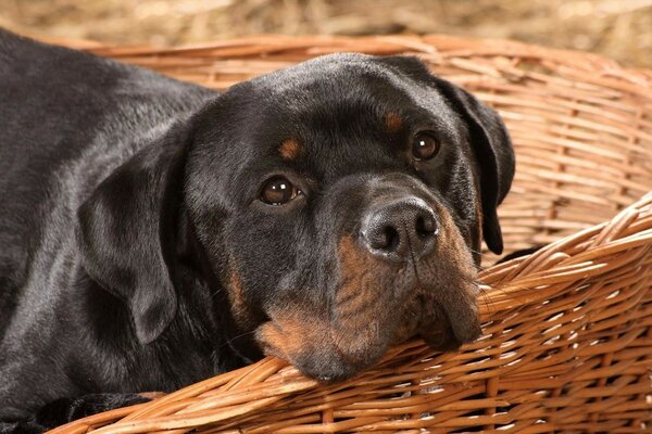 Gelangweilter Hund in einem großen Korb