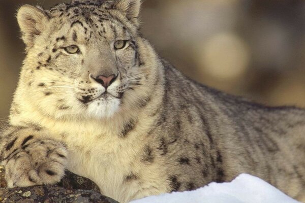 Schöne schneebedeckte juars auf Schnee Wildtiere