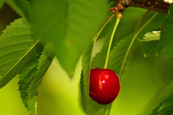 Rote Kirsche und grüne Blätter am Baum