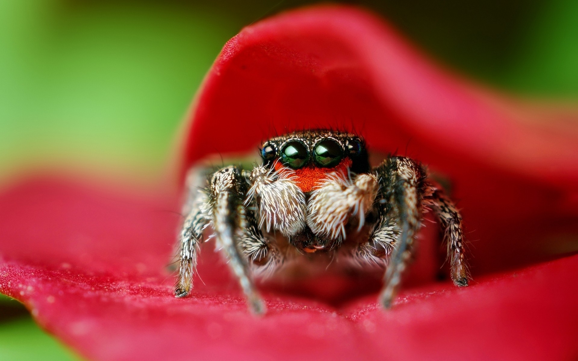 insetti ragno aracnide insetto natura invertebrati fauna selvatica raccapricciante animale giardino all aperto rugiada primo piano ragnatela fobia fiore colore