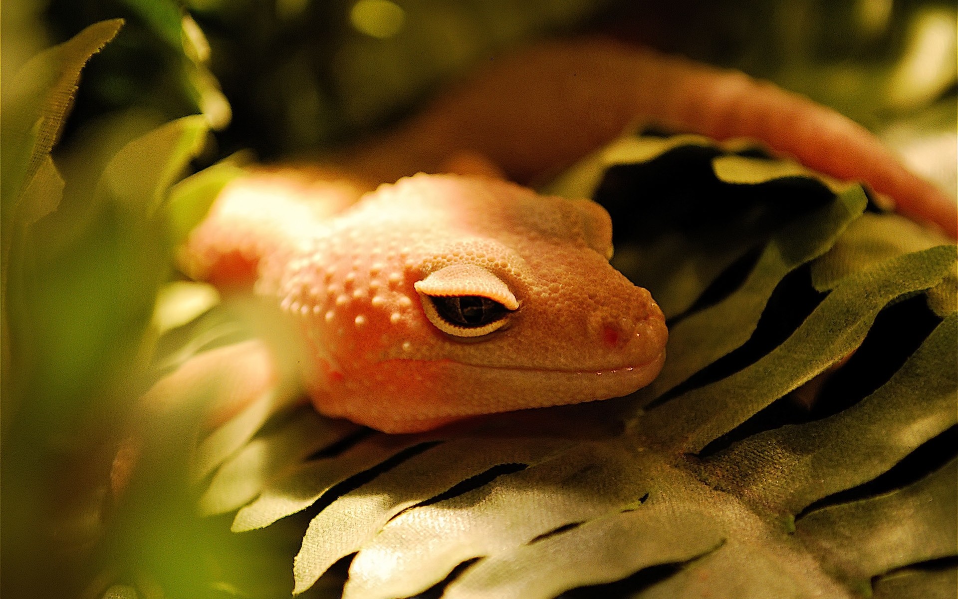 répteis e rãs sapo natureza gadget vida selvagem folha retrato lagarto anfíbio