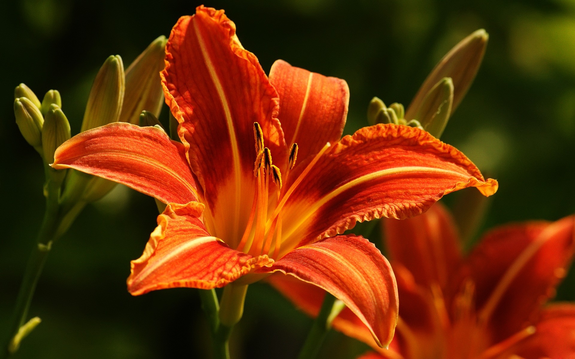 flowers flower nature lily flora garden petal floral leaf summer color outdoors growth pollen bright blooming beautiful