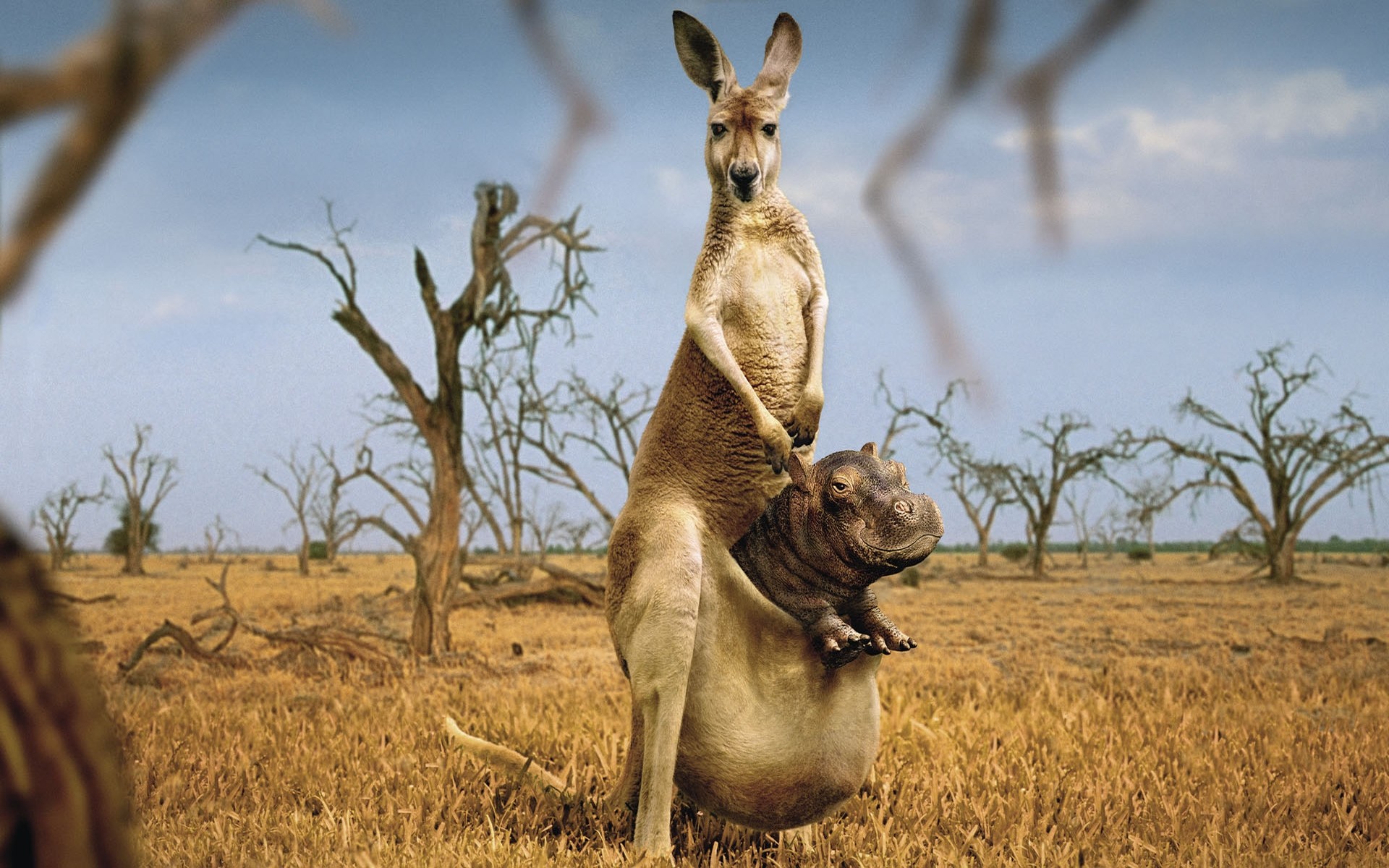 foto processamento mamífero grama campo natureza vida selvagem ao ar livre animal