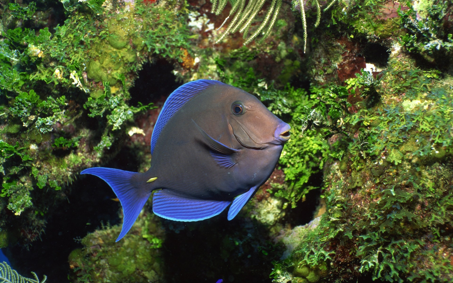 animales marinos naturaleza bajo el agua peces agua vida silvestre al aire libre tropical luz del día natación océano animal mar medio ambiente