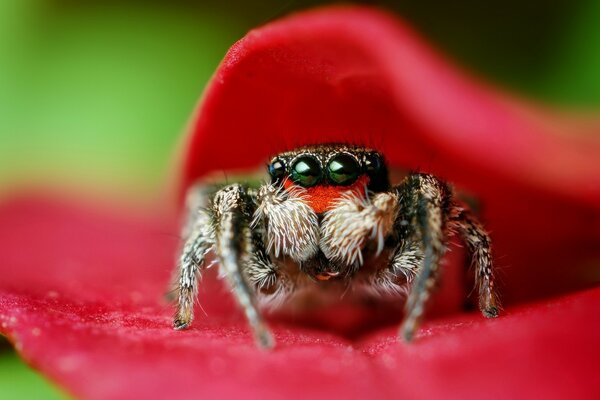 Aranha senta-se em uma folha vermelha