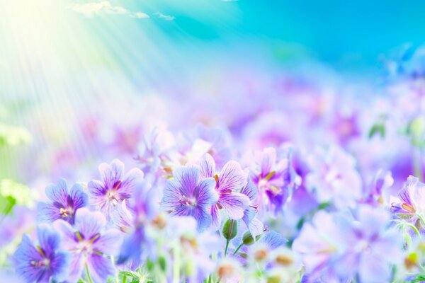 The sun illuminates the purple flowers