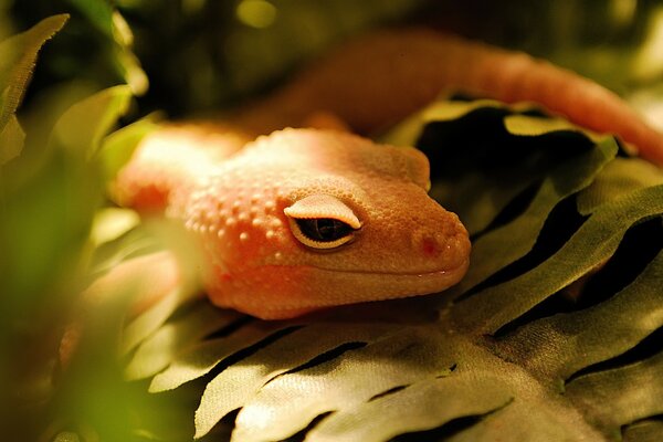 Ein orangefarbener Frosch inmitten eines Grases