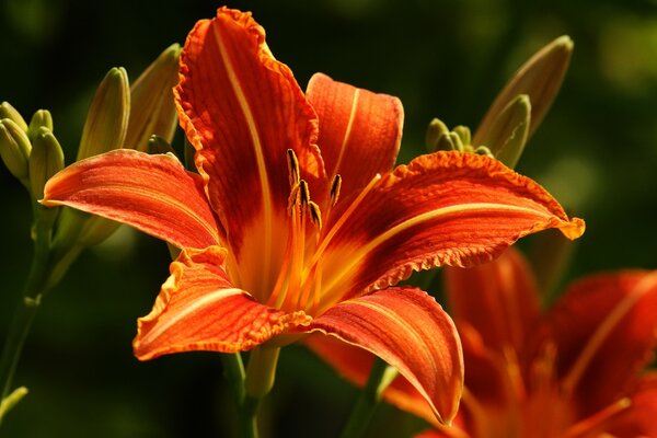 Gros plan de fleur de lys orange