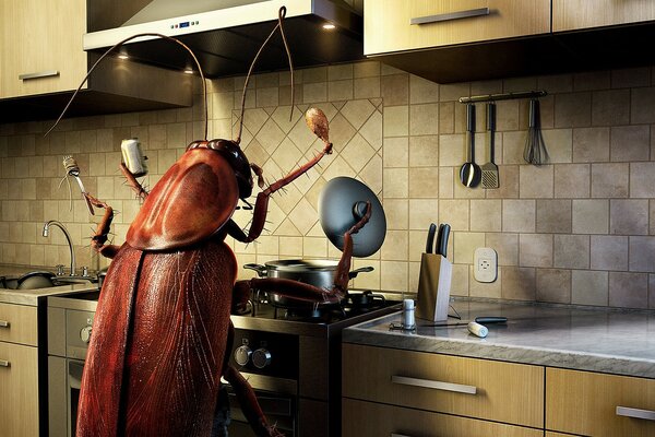 Giant cockroach cooks lunch in the kitchen