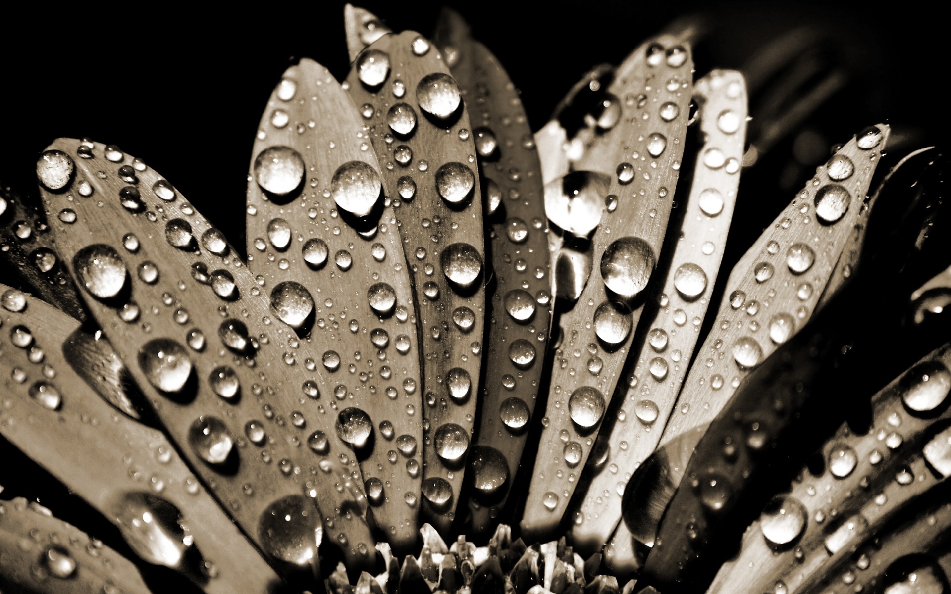 fleurs pluie chute rosée eau monochrome réflexion humide gouttes nature propre bureau gros plan fleur