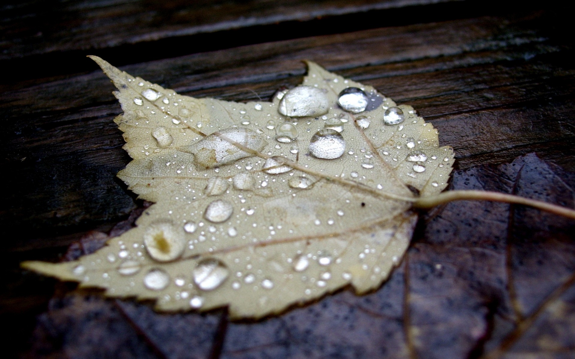 autumn nature leaf wood flora desktop fall drop close-up rain wet texture color