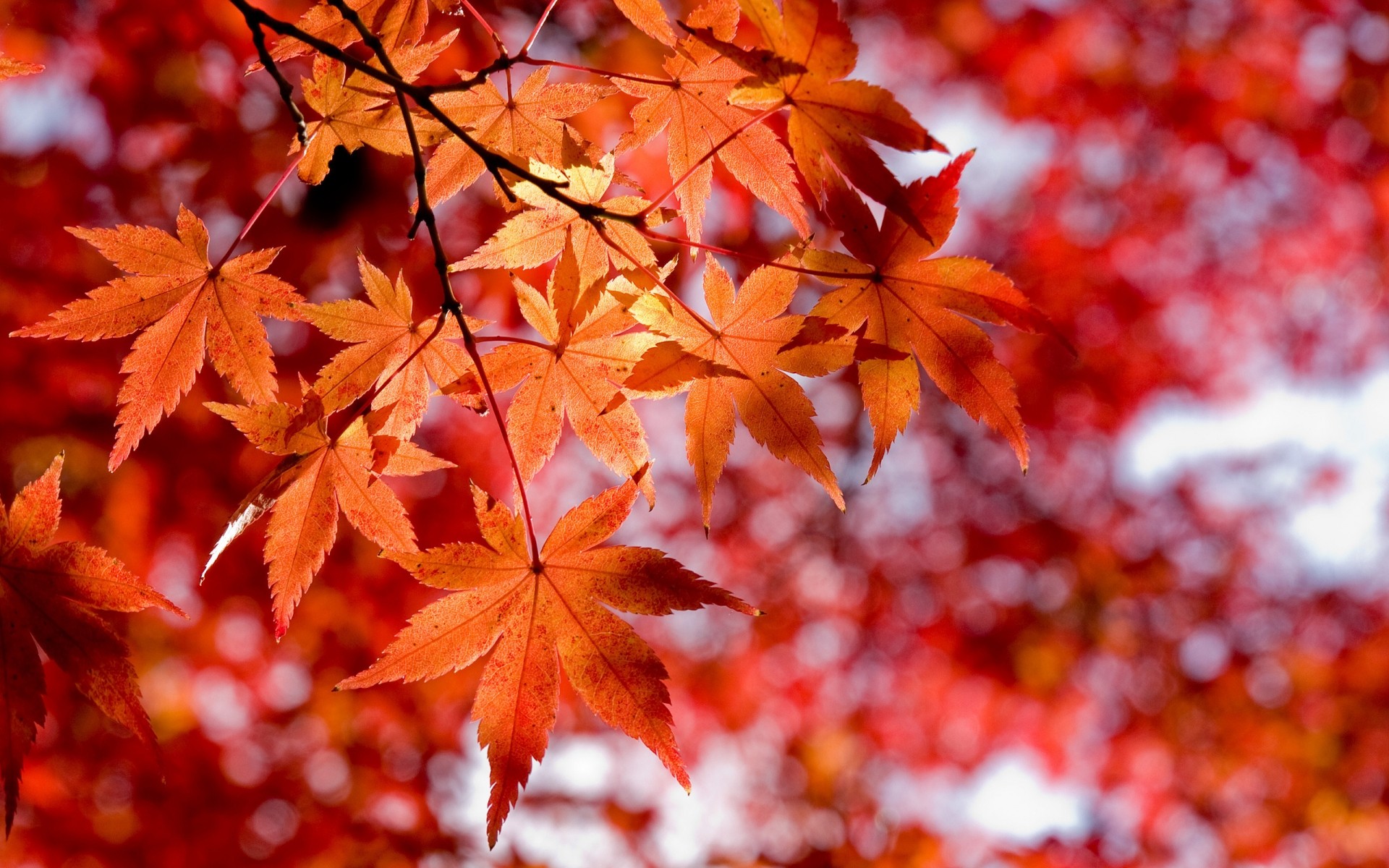 automne automne feuille érable lumineux nature en plein air luxuriante saison beau temps bois parc bois