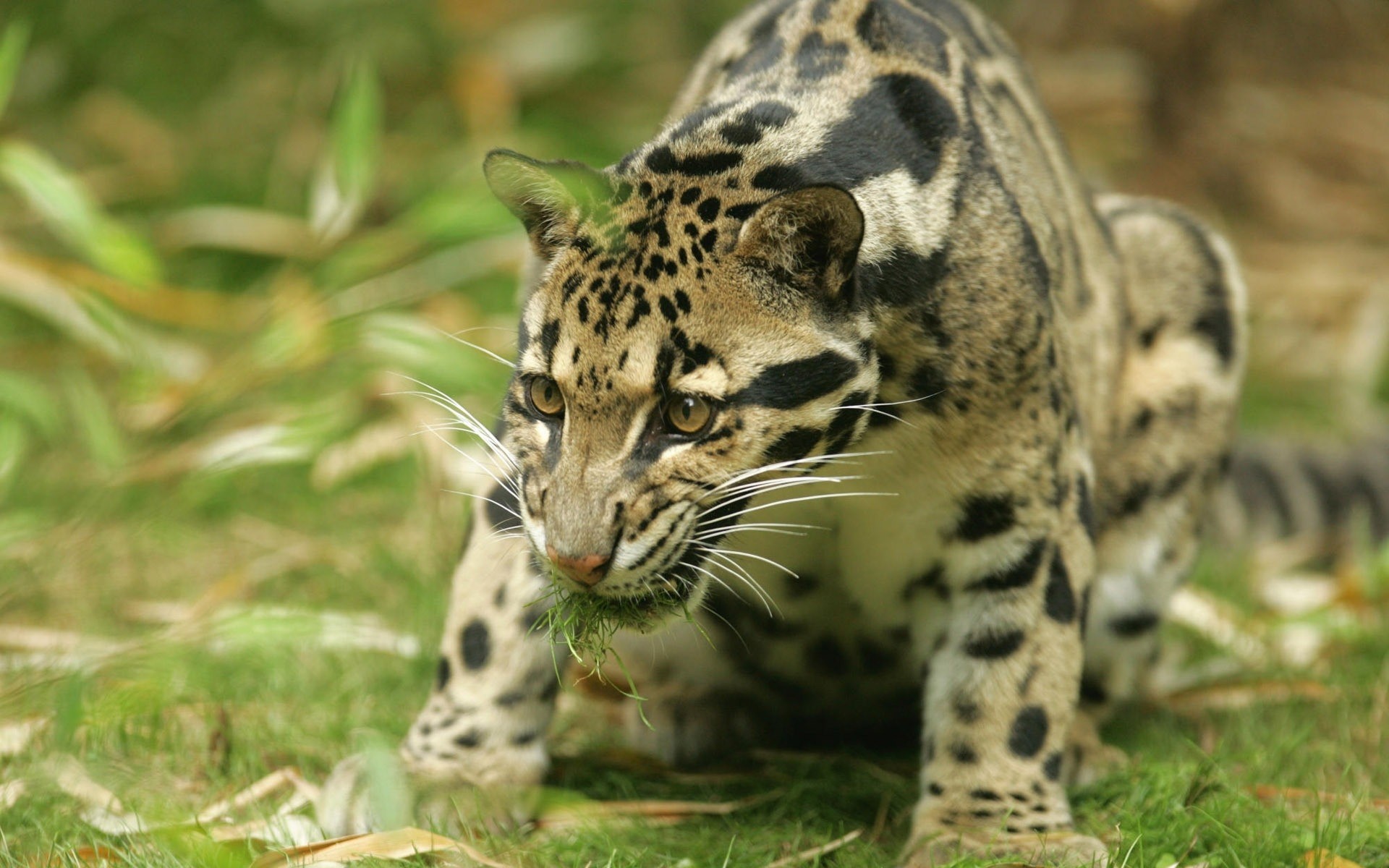 zwierzęta przyroda zwierzę dziki natura ssak kot dżungla drapieżnik zoo safari mięsożerca myśliwy duży futro polowanie lampart zagrożony głowa niebezpieczeństwo jaguar