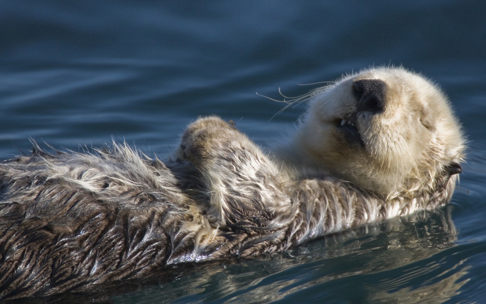 animals wildlife animal water bird mammal nature swimming wild cute duck badger