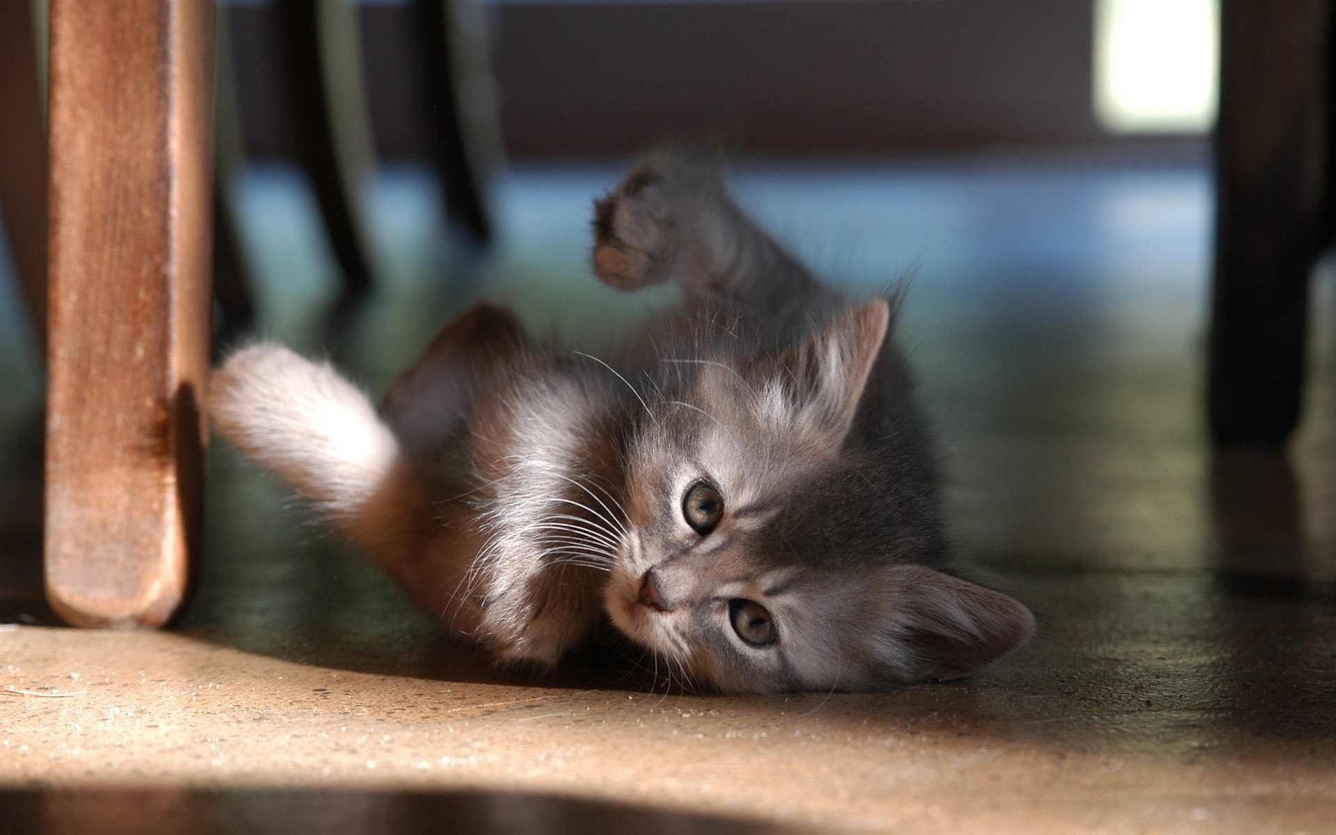 gatti gatto gattino ritratto animale domestico mammifero carino uno occhio animale pelliccia bambino