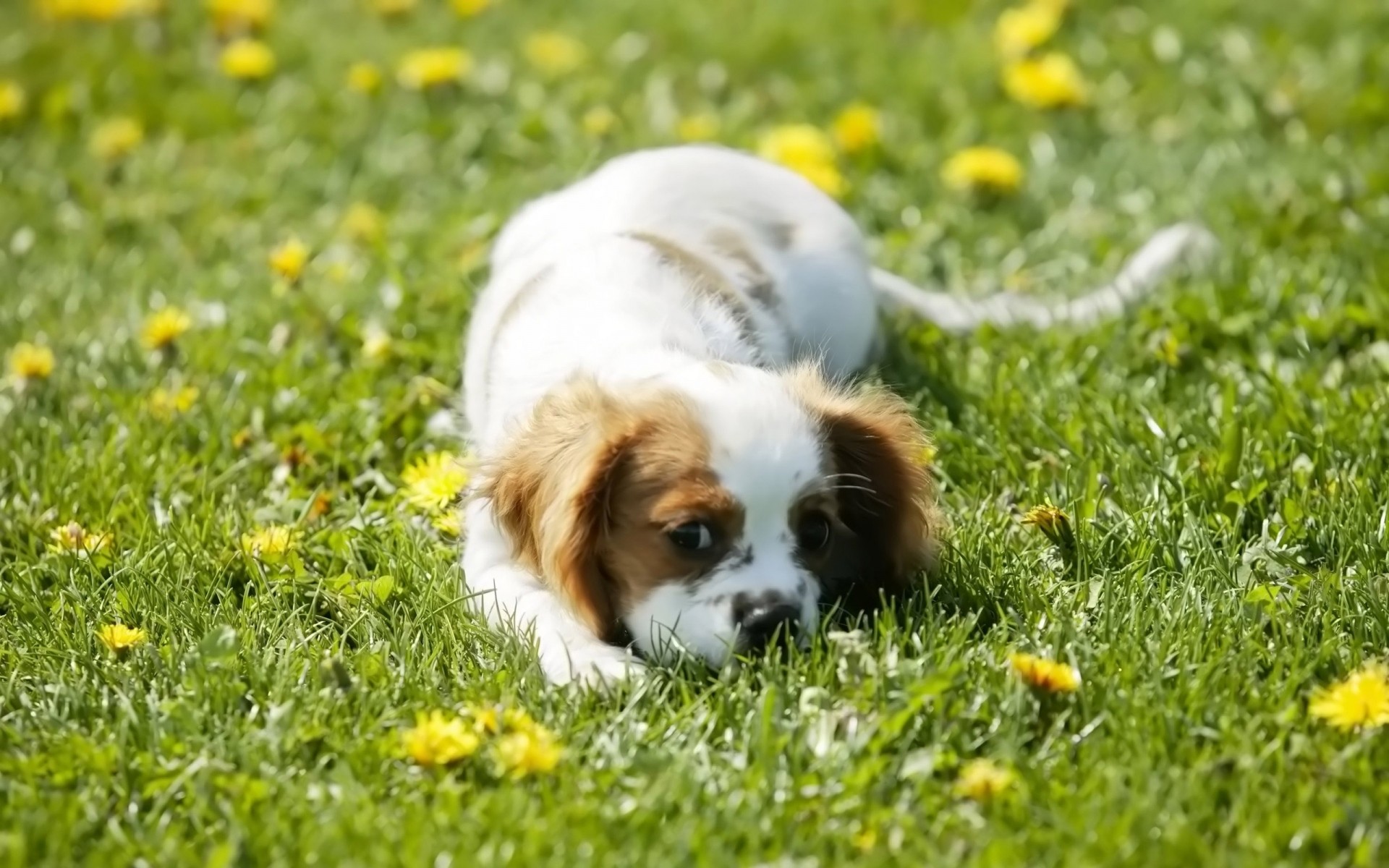 cani erba cane animale animale domestico canino carino mammifero fieno piccolo cucciolo campo domestico prato natura adorabile razza estate giovane ritratto albero genealogico cuccioli