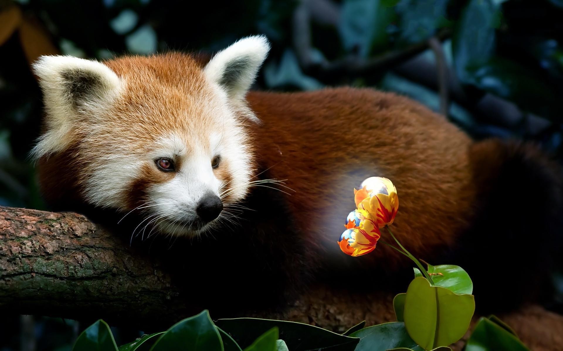 animaux mammifère la faune mignon animal nature zoo panda rouge panda