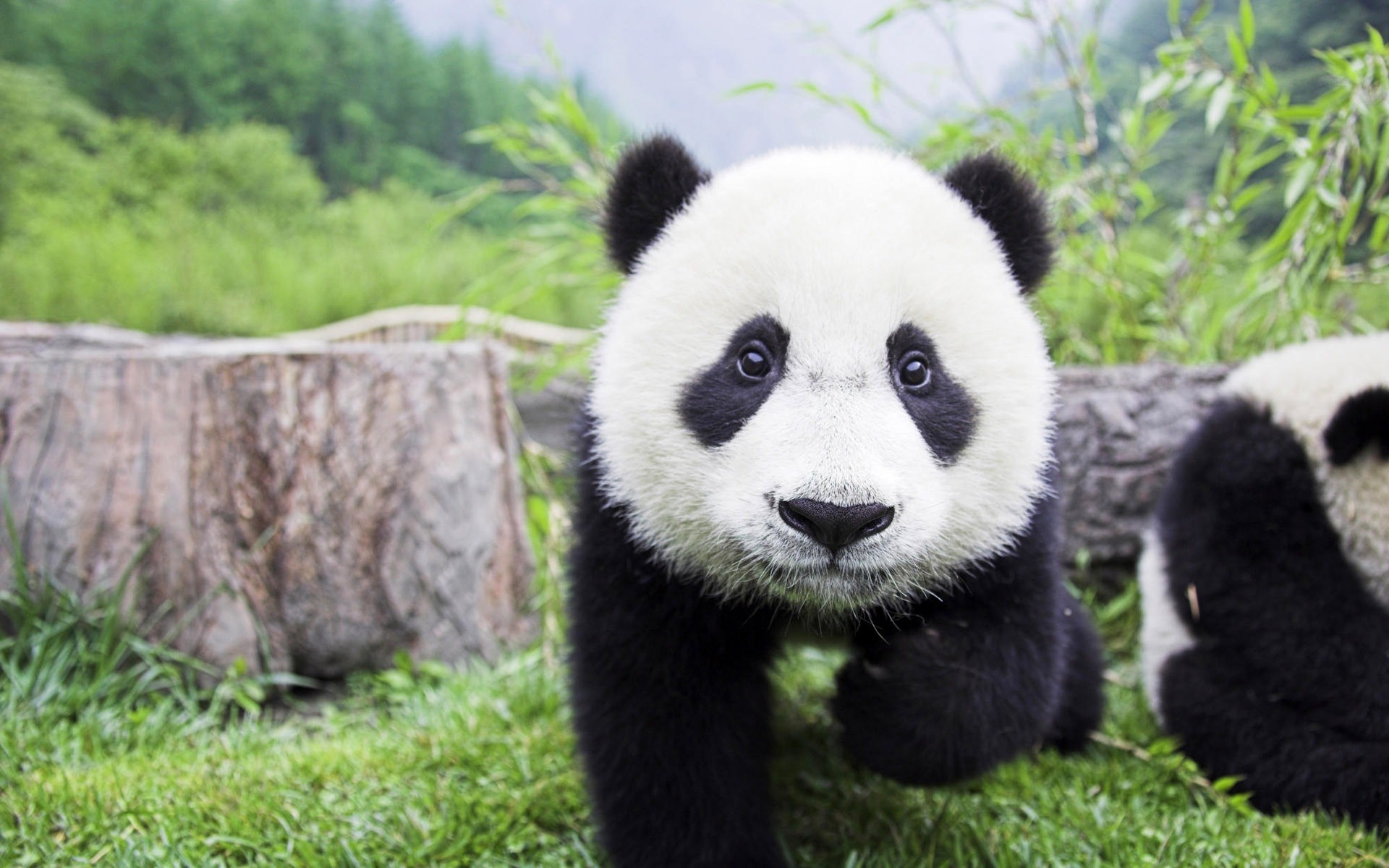 animals mammal grass nature animal wildlife cute wild outdoors fur portrait panda