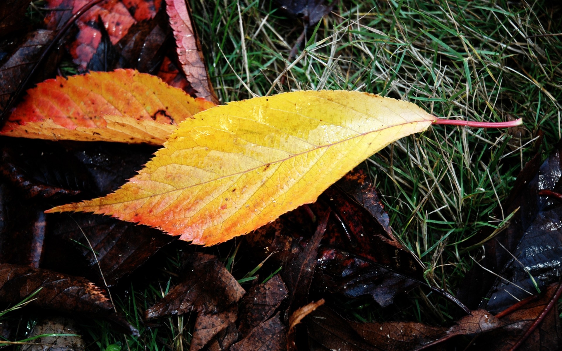 autumn leaf fall nature flora maple outdoors season wood tree color change environment growth bright desktop close-up park garden