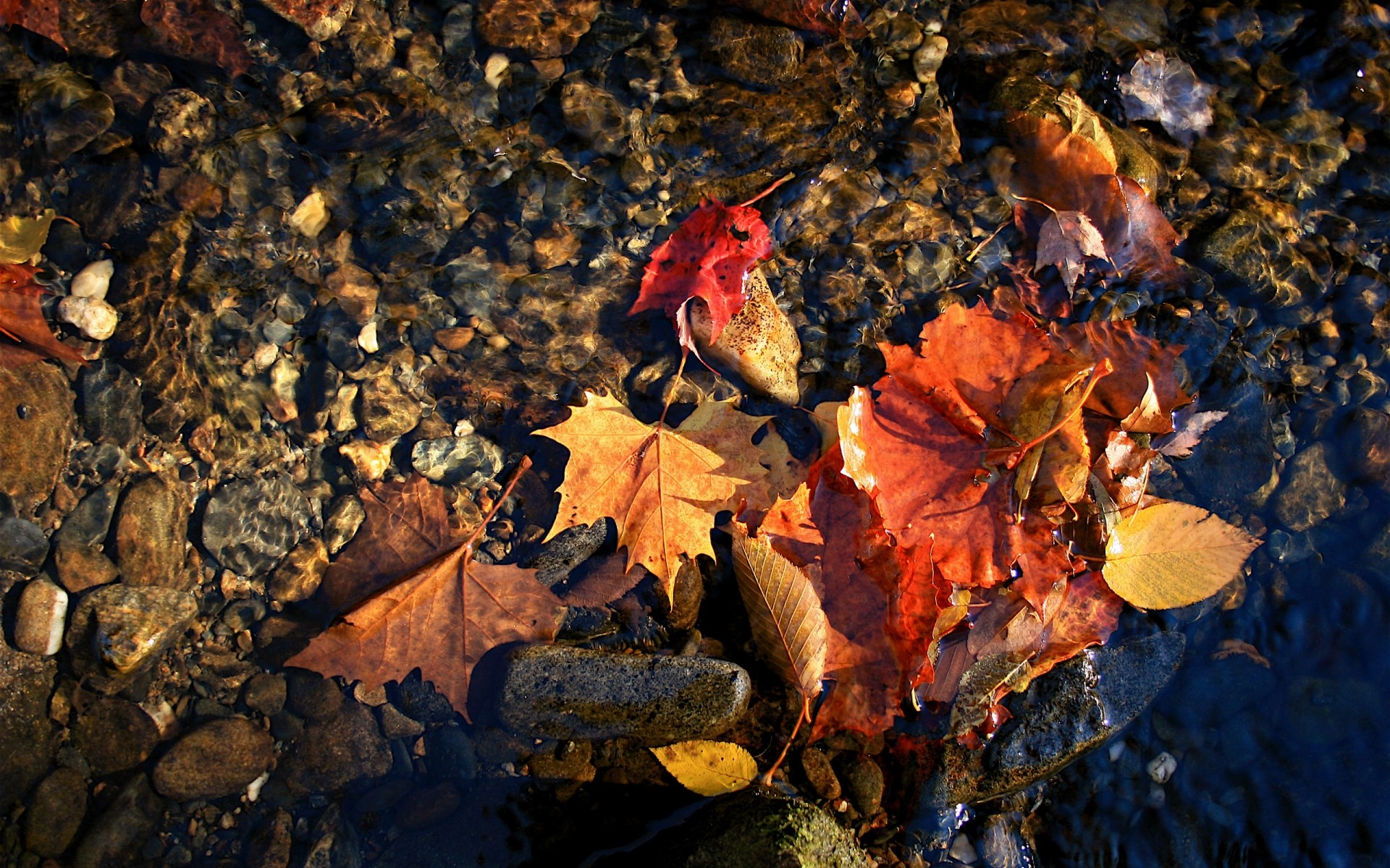 automne automne feuille nature érable bois à l extérieur changement bois couleur saison bureau feuilles