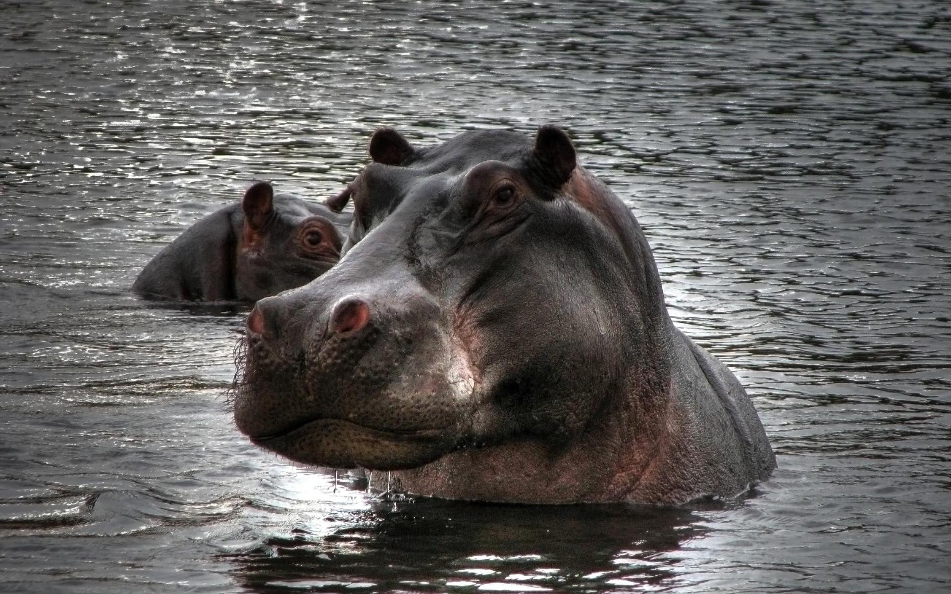 tiere säugetier wasser flusspferde tierwelt fluss tier ein natur