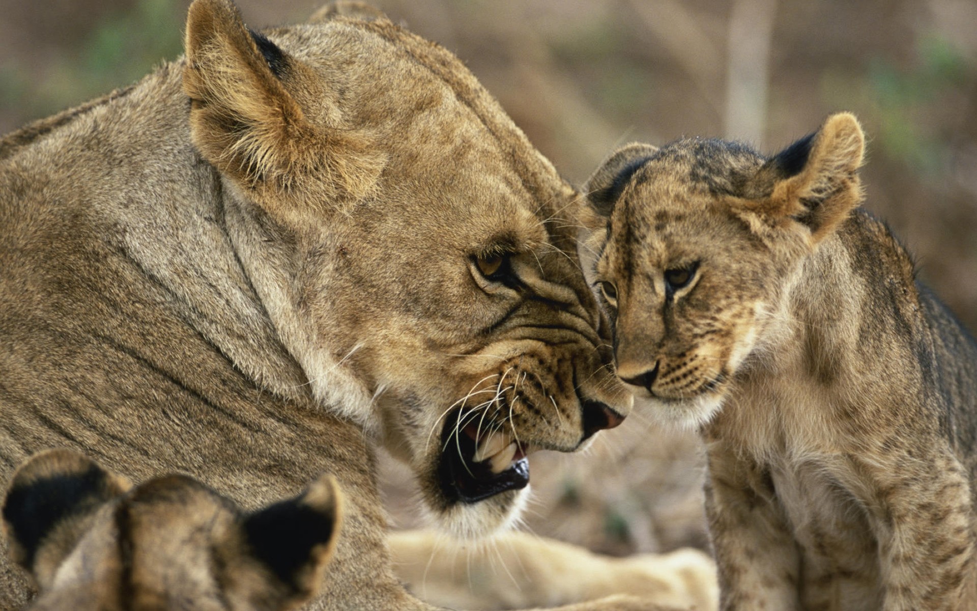 animales mamífero vida silvestre gato animal depredador león naturaleza salvaje carnívoro zoológico safari retrato cazador piel grande puma