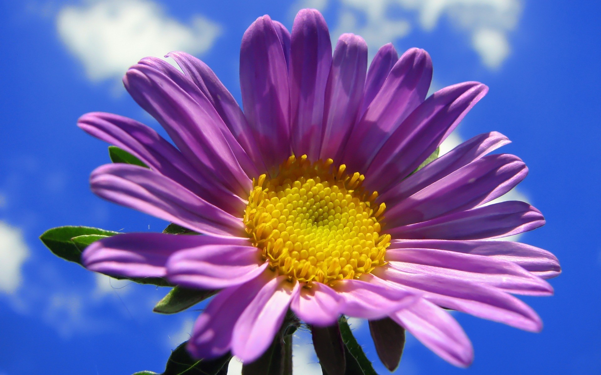 flowers flower nature flora summer petal color bright floral blooming garden beautiful leaf season head close-up growth