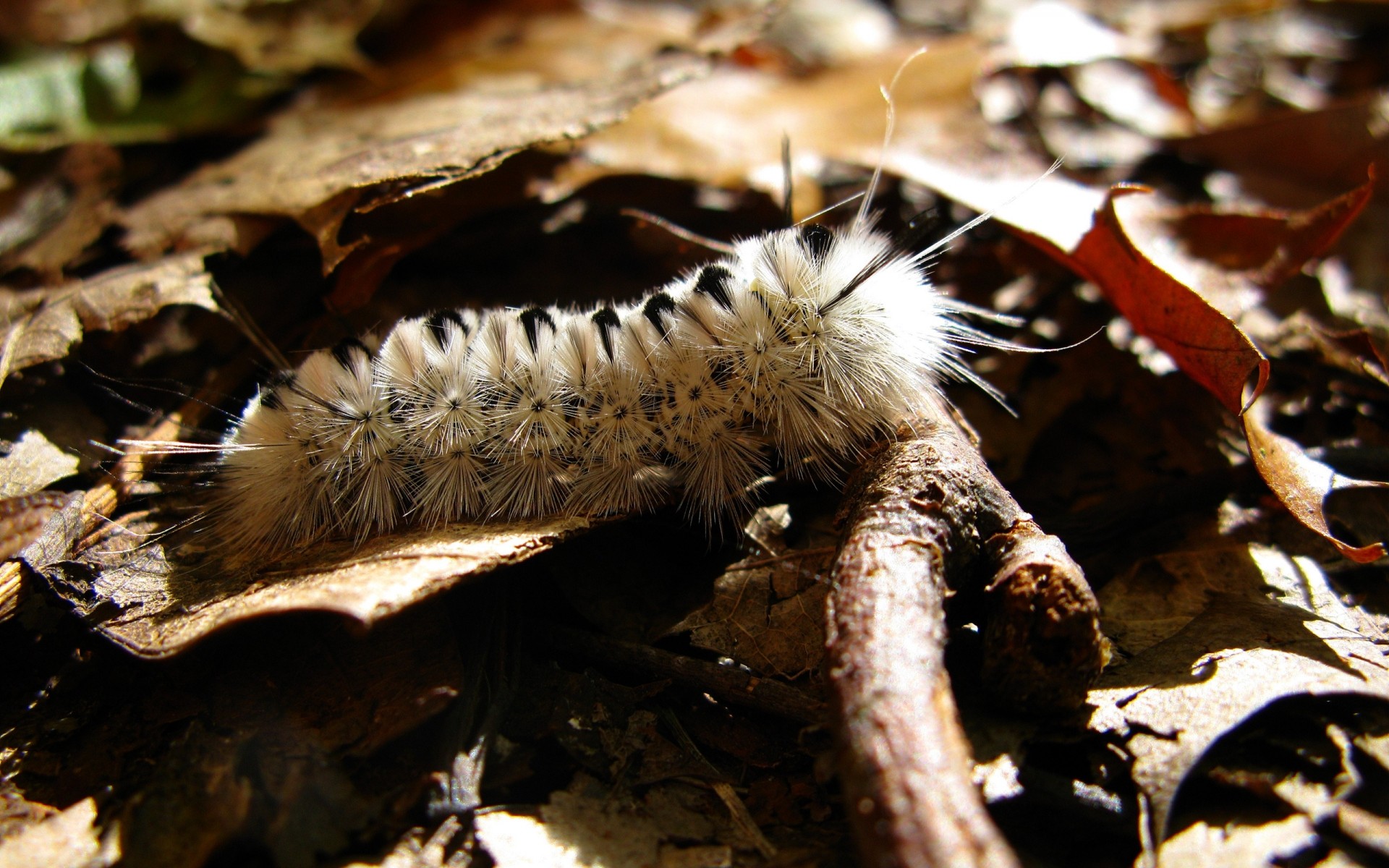 insectes nature bois faune gros plan à l extérieur sauvage arbre insecte animal environnement flore