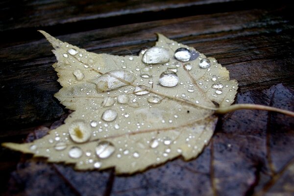 Autumn maple leaf with raindrops