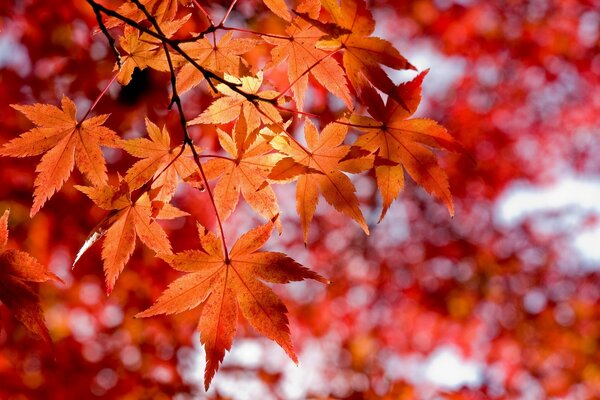 Autumn red maple leaves