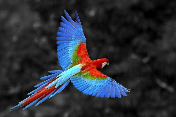 Flying bright Macaw parrot