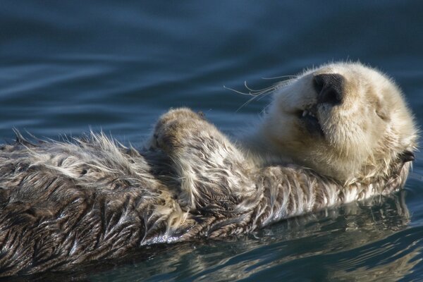 A small otter is resting on the water