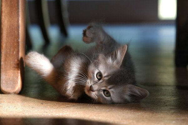 A recumbent cat on the floor. Blur