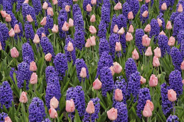 Un intero campo di fiori viola