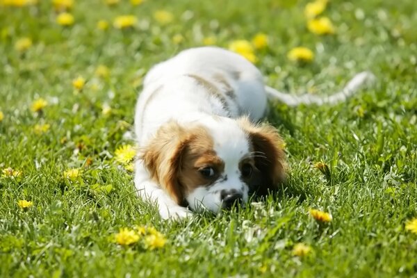 Jeu de chien sur l herbe