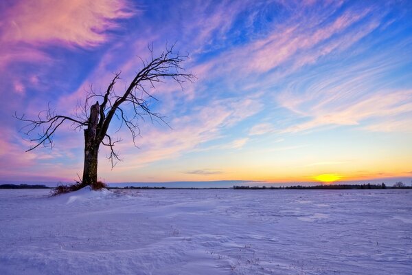 A lonely tree in a snowy desert