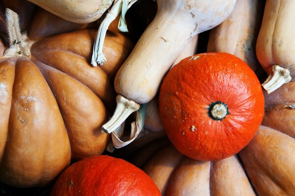 Bodegón de calabazas multicolores y calabazas