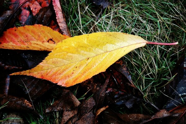 Las últimas hojas amarillas del otoño