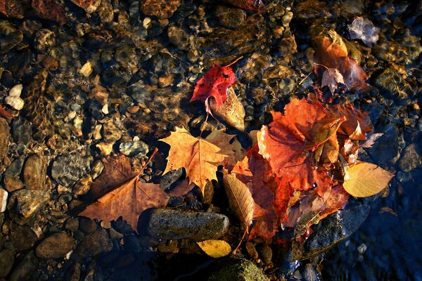 Bright maple leaves on the surface of the water