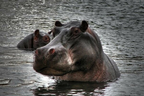 Un hipopótamo encantador se baña en el agua