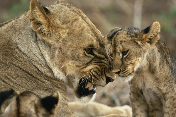 A lioness with a lion cub, an educational moment