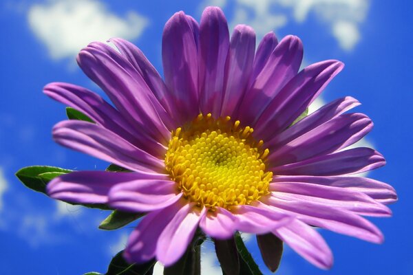 Summer flower on the sky background