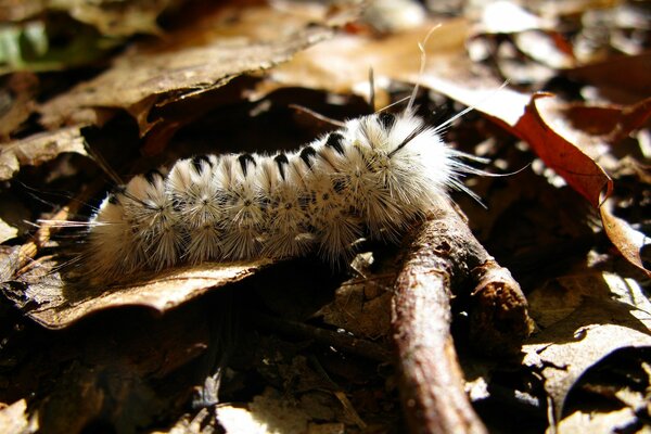 Chenille insecte se trouve sur une feuille