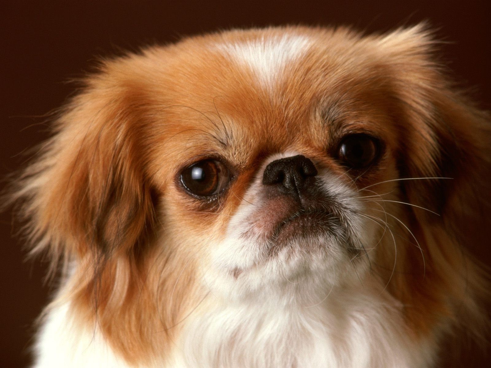 chien animal chien mignon animal mammifère canin petit chiot portrait studio drôle fourrure adorable jeune pur-sang aperçu race s asseoir oeil moelleux