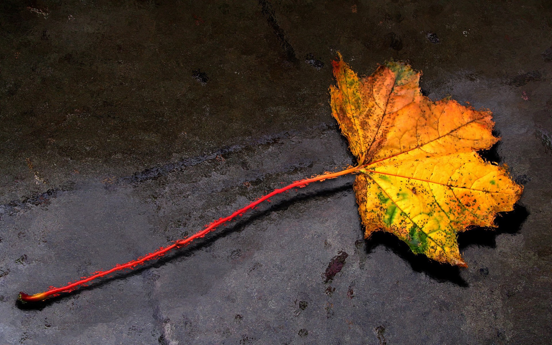 herbst herbst im freien natur wasser licht blatt not