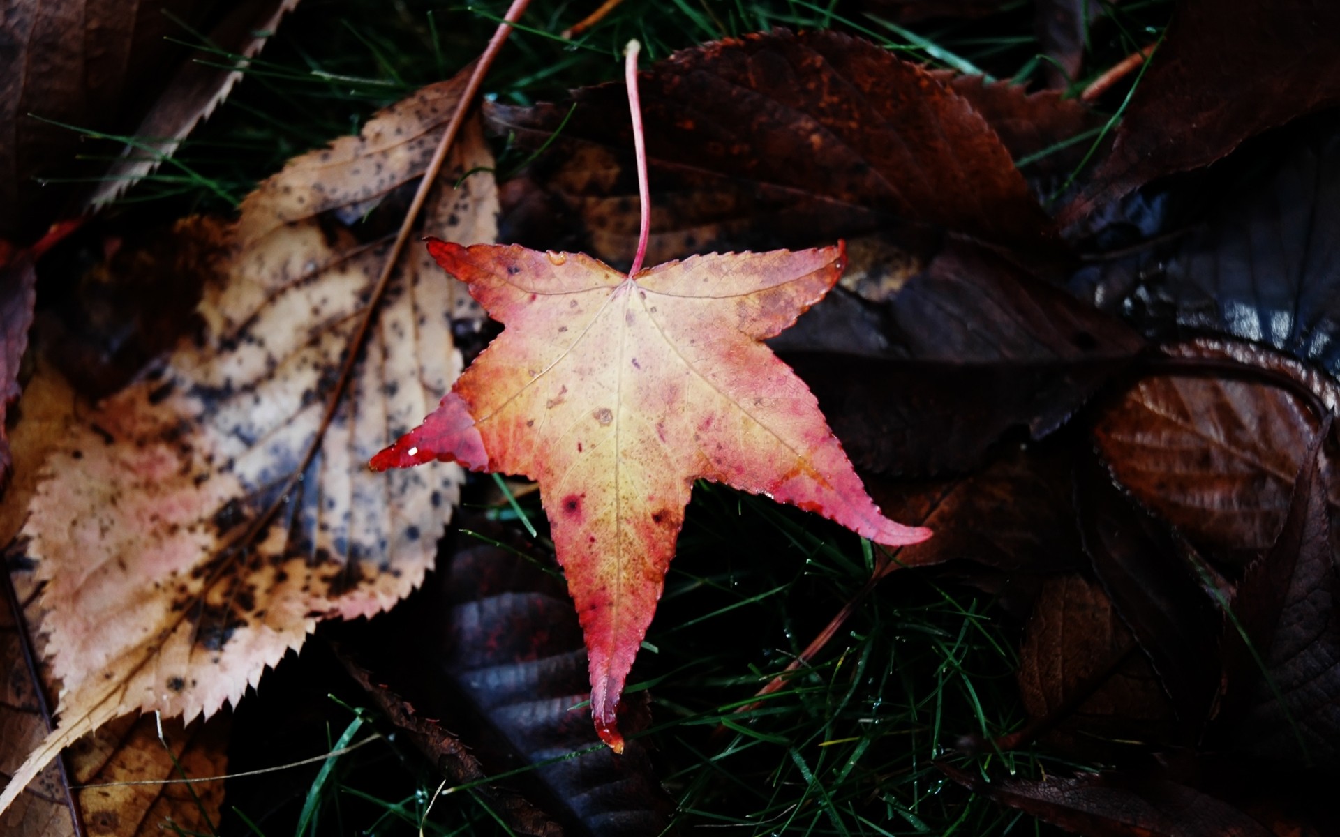 herbst herbst blatt natur holz holz saison ahorn farbe flora im freien umwelt desktop licht hell winter zweig dekoration textur